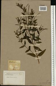 Кипрей розовый (Schreb.) Schreb., Восточная Европа, Белоруссия (E3a) (Белоруссия)