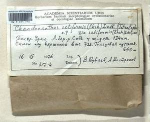 Tetralophozia setiformis (Ehrh.) Schljakov, Гербарий мохообразных, Мхи - Западная Сибирь (включая Алтай) (B15) (Россия)