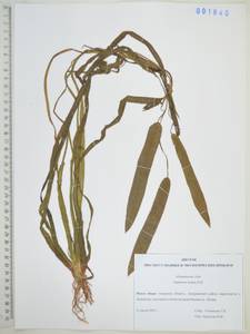 Стрелолист плавающий Pall., Сибирь, Дальний Восток (S6) (Россия)