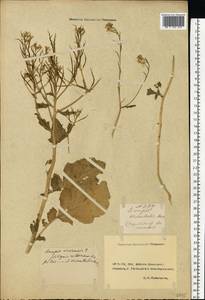 Rhamphospermum arvense (L.) Andrz. ex Besser, Восточная Европа, Ростовская область (E12a) (Россия)