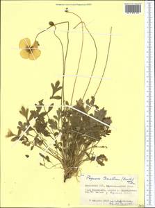 Papaver tenellum Tolm., Средняя Азия и Казахстан, Муюнкумы, Прибалхашье и Бетпак-Дала (M9) (Казахстан)