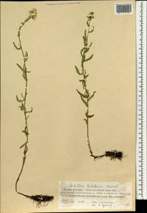 Achillea ledebourii Heimerl, Монголия (MONG) (Монголия)