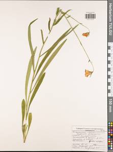 Колокольчик персиколистный L., Восточная Европа, Центральный район (E4) (Россия)