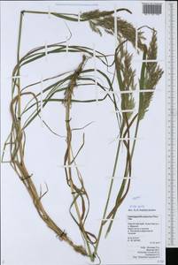 Вейник пурпурный (Trin.) Trin., Сибирь, Чукотка и Камчатка (S7) (Россия)