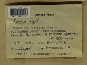 Arctoa blyttii (Bruch & Schimp.) Loeske, Гербарий мохообразных, Мхи - Пермский край, Удмуртия, Свердловская и Кировская области (B8) (Россия)