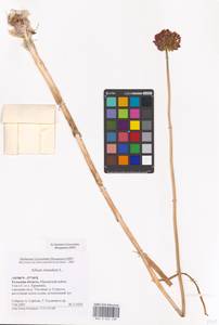 Лук круглый L., Восточная Европа, Центральный район (E4) (Россия)