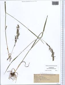 Трищетинник желтоватый (L.) P.Beauv., Кавказ, Азербайджан (K6) (Азербайджан)