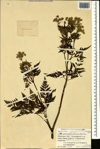 Anthriscus sylvestris subsp. sylvestris, Кавказ, Абхазия (K4a) (Абхазия)