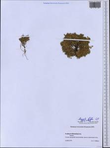 Шерлерия двухцветковая (L.) comb. ined., Западная Европа (EUR) (Шпицберген и Ян-Майен)