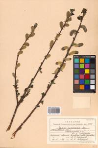 Ива мирзинолистная, Ива чернеющая Salisb., Восточная Европа, Московская область и Москва (E4a) (Россия)