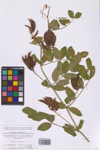 Астрагал солодколистный L., Восточная Европа, Московская область и Москва (E4a) (Россия)