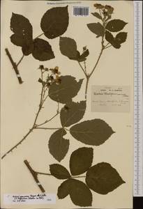 Rubus nemorosus Hayne & Willd., Западная Европа (EUR) (Великобритания)