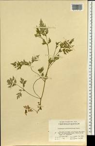 Delphinium anthriscifolium Hance, Зарубежная Азия (ASIA) (КНР)
