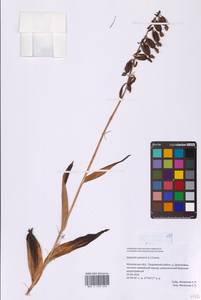 Дремлик болотный (L.) Crantz, Восточная Европа, Московская область и Москва (E4a) (Россия)