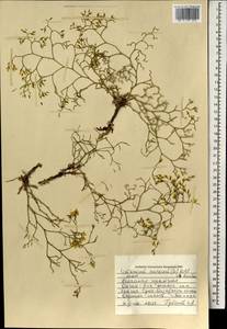 Кермек золотистый (L.) Chaz., Монголия (MONG) (Монголия)