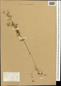 Кориандр посевной, Кинза L., Кавказ, Армения (K5) (Армения)