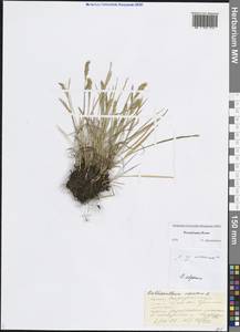 Душистый колосок ниппонский Honda, Восточная Европа, Северный район (E1) (Россия)