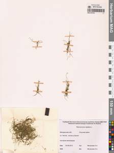 Лютик распростертый, Лютик стелющийся L., Сибирь, Чукотка и Камчатка (S7) (Россия)