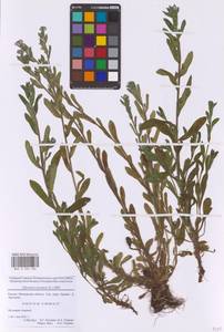 Незабудка полевая (L.) Hill, Восточная Европа, Московская область и Москва (E4a) (Россия)