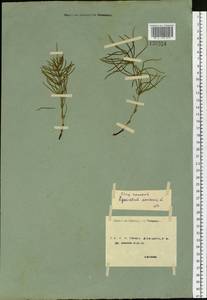 Хвощ полевой L., Сибирь, Чукотка и Камчатка (S7) (Россия)