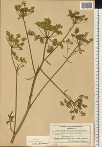 Пастернак посевной L., Восточная Европа, Московская область и Москва (E4a) (Россия)