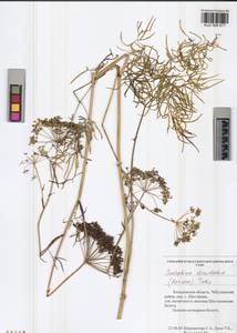 Cenolophium fischeri (Spreng.) W.D.J.Koch, Сибирь, Алтай и Саяны (S2) (Россия)