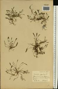 Лужница водяная L., Восточная Европа, Центральный лесостепной район (E6) (Россия)