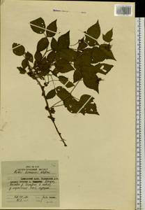 Rubus idaeus subsp. melanolasius Focke, Сибирь, Дальний Восток (S6) (Россия)