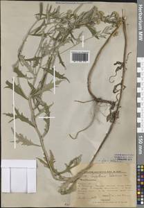 Аяния Палласа (Fisch. ex Besser) Poljakov, Сибирь, Дальний Восток (S6) (Россия)