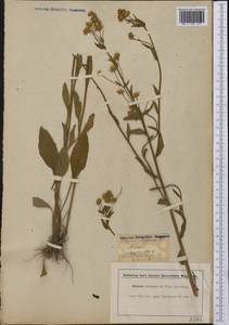 Мелколепестник щетинистый Muhl. ex Willd., Америка (AMER) (США)