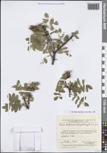 Шиповник кокандский (Regel) Regel ex Juz., Средняя Азия и Казахстан, Памир и Памиро-Алай (M2) (Узбекистан)