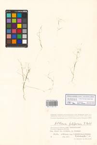 Althenia orientalis (Tzvelev) García-Mur. & Talavera, Восточная Европа, Нижневолжский район (E9) (Россия)