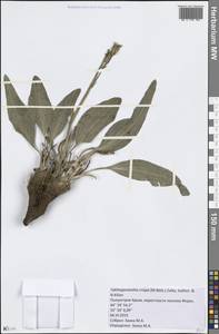 Pseudopodospermum crispatulum (DC.) Zaika, Sukhor. & N. Kilian, Крым (KRYM) (Россия)