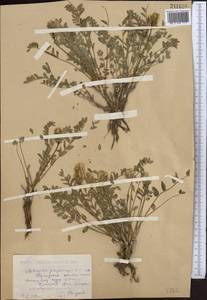Astragalus physocarpus Ledeb., Средняя Азия и Казахстан, Прикаспийский Устюрт и Северное Приаралье (M8) (Казахстан)