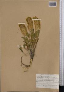 Астрагал алабугский B. Fedtsch., Средняя Азия и Казахстан, Западный Тянь-Шань и Каратау (M3) (Киргизия)