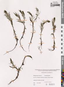 Уруть мутовчатая L., Сибирь, Чукотка и Камчатка (S7) (Россия)