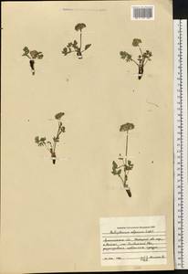 Толстореберник мутеллиновидный (Crantz) Holub, Восточная Европа, Северный район (E1) (Россия)