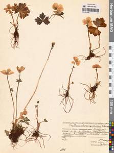 Купальница бумажночашелистиковая Schipcz., Сибирь, Чукотка и Камчатка (S7) (Россия)