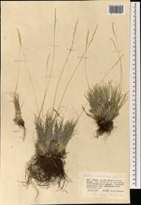 Овсяница валисская, Типчак Schleich. ex Gaudin, Монголия (MONG) (Монголия)