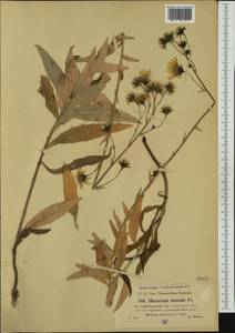 Hieracium sabaudum subsp. sublactucaceum Zahn, Западная Европа (EUR) (Чехия)