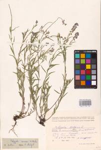 Истод хохлатый Schkuhr, Восточная Европа, Северо-Западный район (E2) (Россия)