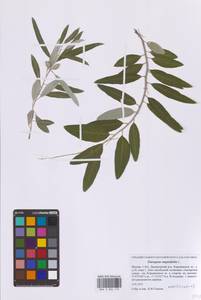 Лох узколистный, Лох обыкновенный L., Восточная Европа, Московская область и Москва (E4a) (Россия)