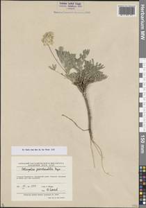 Астрагал ложноблагородный Popov, Средняя Азия и Казахстан, Западный Тянь-Шань и Каратау (M3) (Таджикистан)