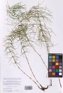 Хвощ луговой Ehrh., Восточная Европа, Московская область и Москва (E4a) (Россия)