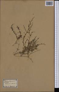 Paronychia suffruticosa, Западная Европа (EUR) (Испания)