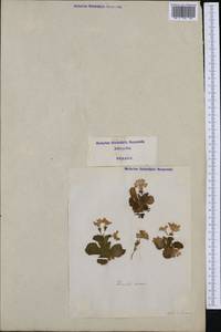 Primula hirsuta All., Западная Европа (EUR) (Италия)
