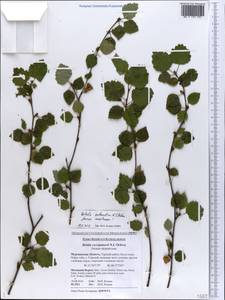 Betula pubescens subsp. pubescens, Восточная Европа, Северный район (E1) (Россия)