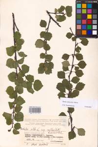 Betula pubescens subsp. pubescens, Восточная Европа, Северный район (E1) (Россия)