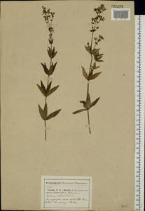 Подмаренник мареновидный L., Восточная Европа, Центральный район (E4) (Россия)