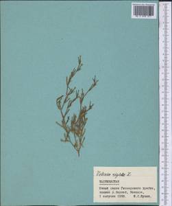 Dianthus nudiflorus Griff., Средняя Азия и Казахстан, Памир и Памиро-Алай (M2) (Таджикистан)